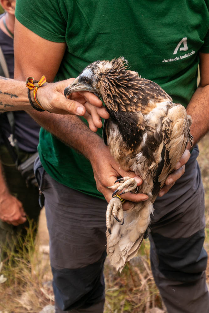 Anillamiento del pollo de alimoche 'Domingo'