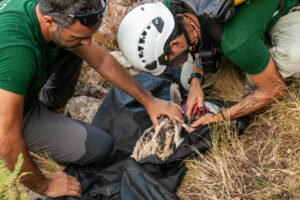Anillamiento del pollo de alimoche 'Domingo'