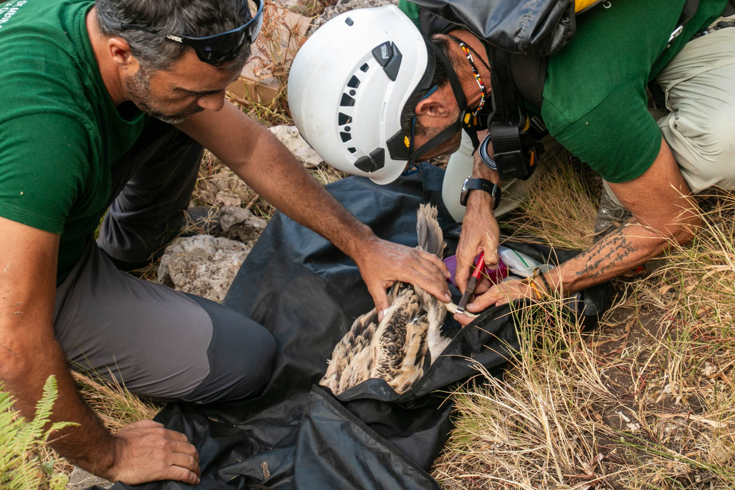 Anillamiento del pollo de alimoche 'Domingo'