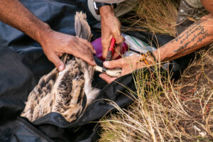 Anillamiento del pollo de alimoche 'Domingo'