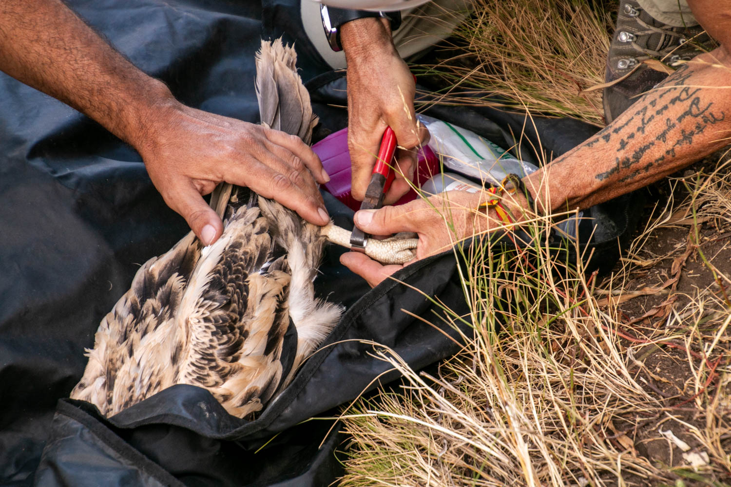 Anillamiento del pollo de alimoche 'Domingo'