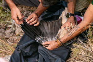 Anillamiento del pollo de alimoche 'Domingo'