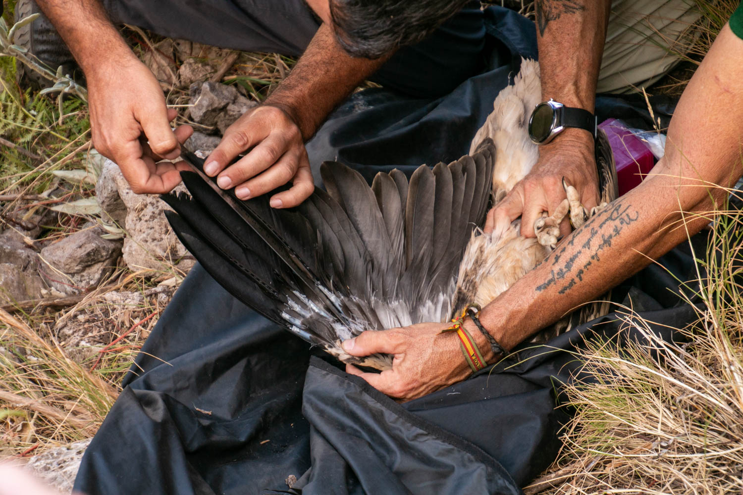 Anillamiento del pollo de alimoche 'Domingo'