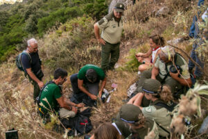Anillamiento del pollo de alimoche 'Domingo'