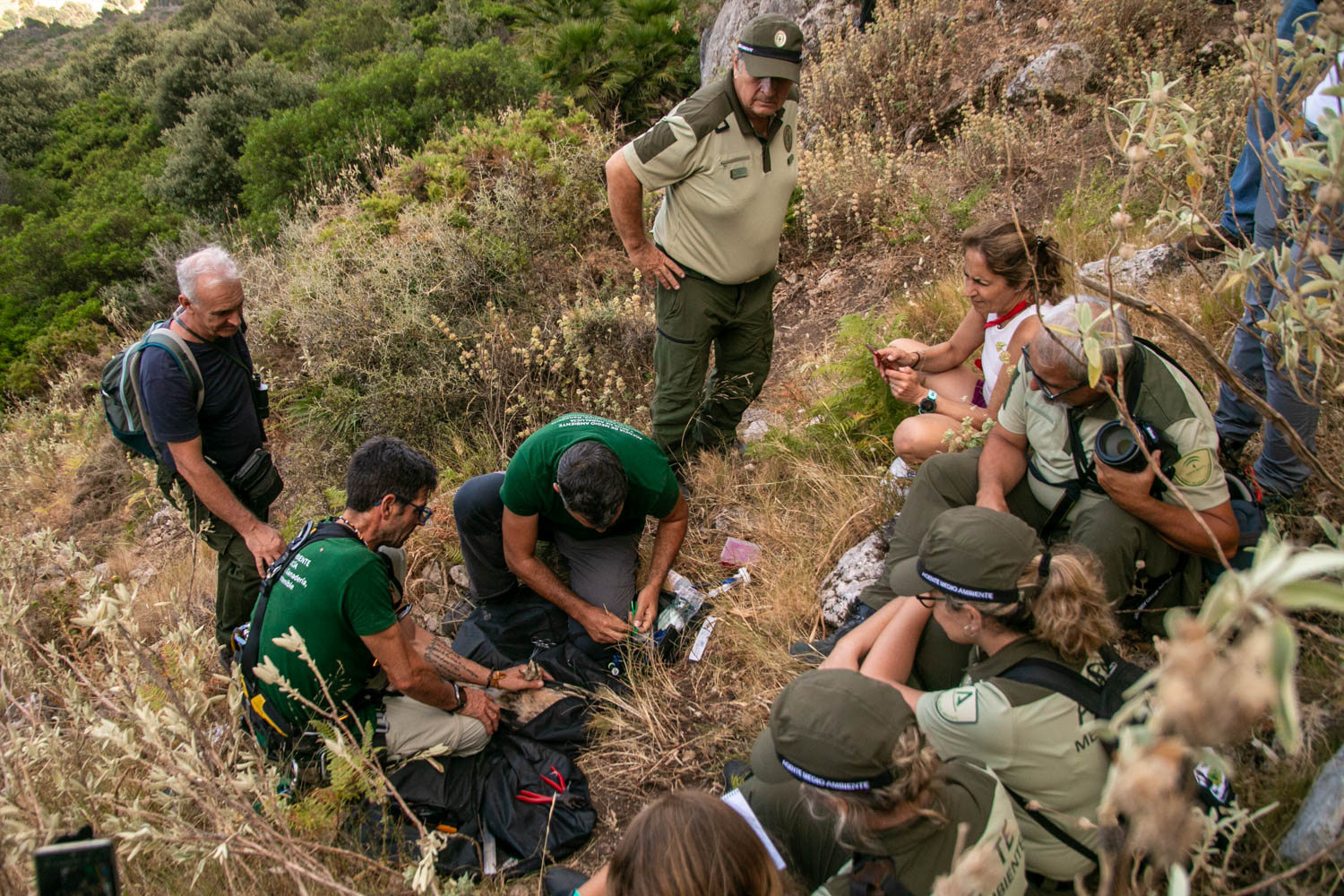 Anillamiento del pollo de alimoche 'Domingo'
