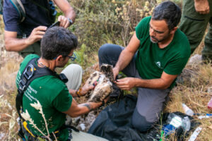 Anillamiento del pollo de alimoche 'Domingo'
