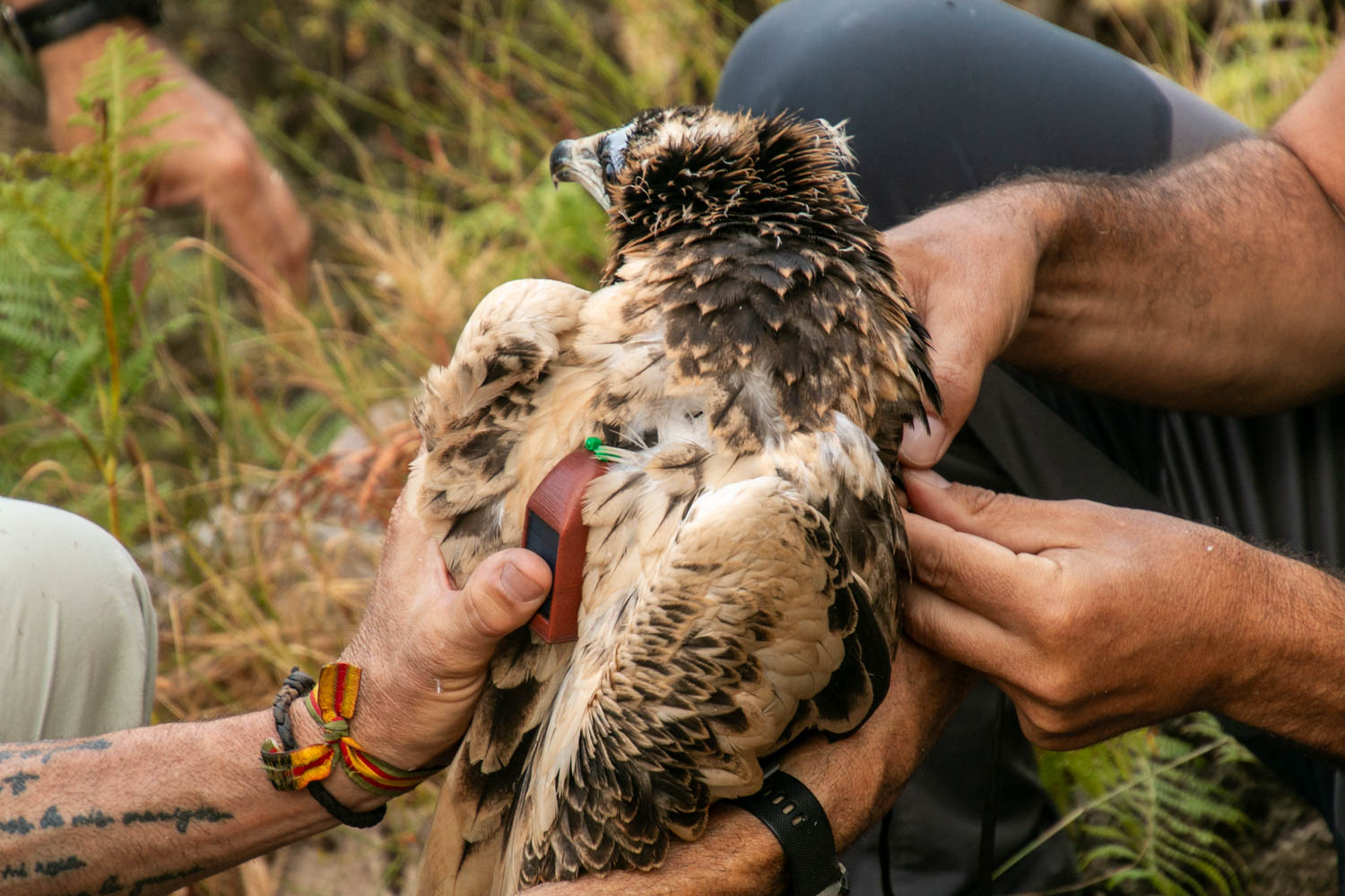 Anillamiento del pollo de alimoche 'Domingo'