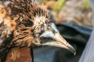 Anillamiento del pollo de alimoche 'Domingo'