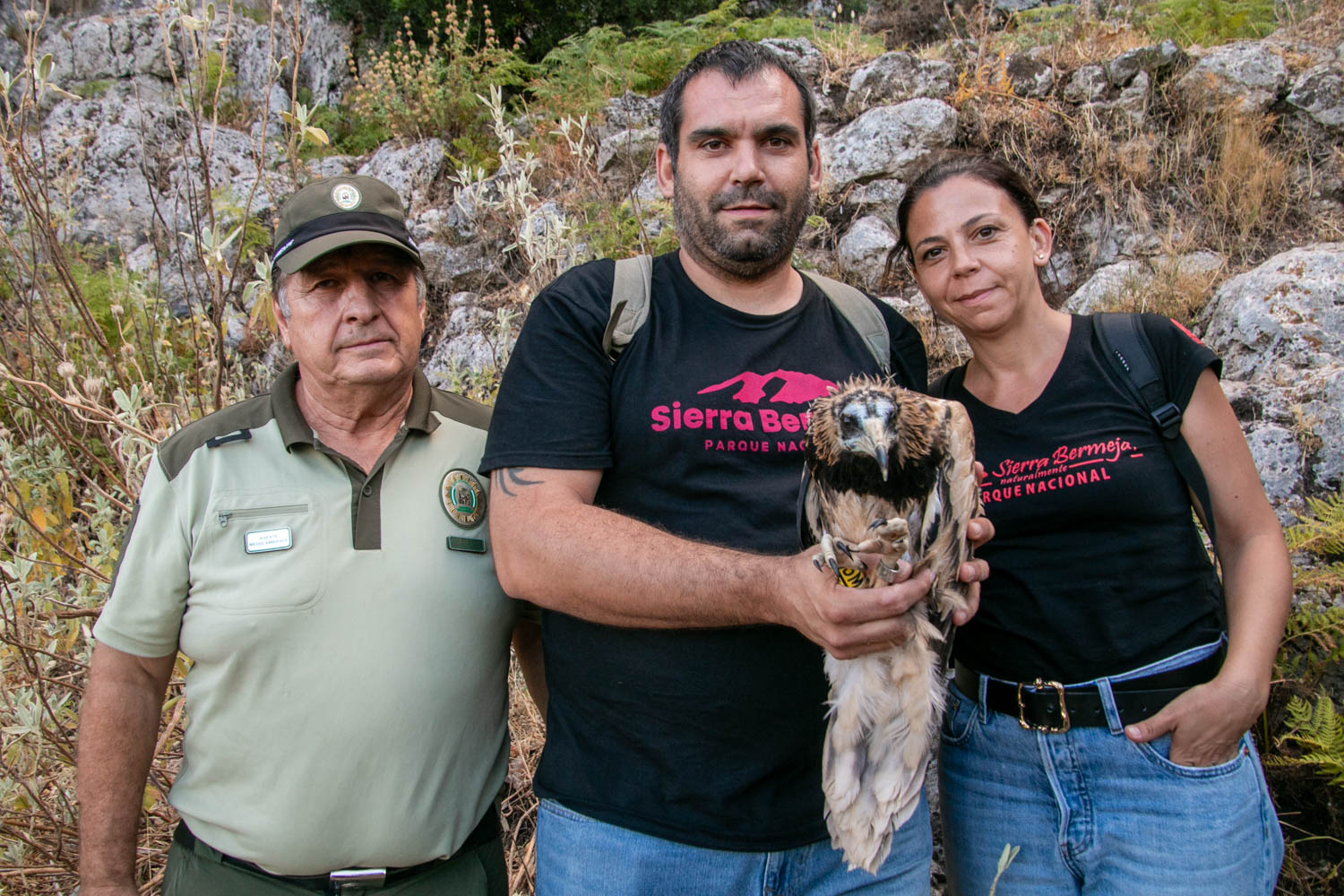 Anillamiento del pollo de alimoche 'Domingo'