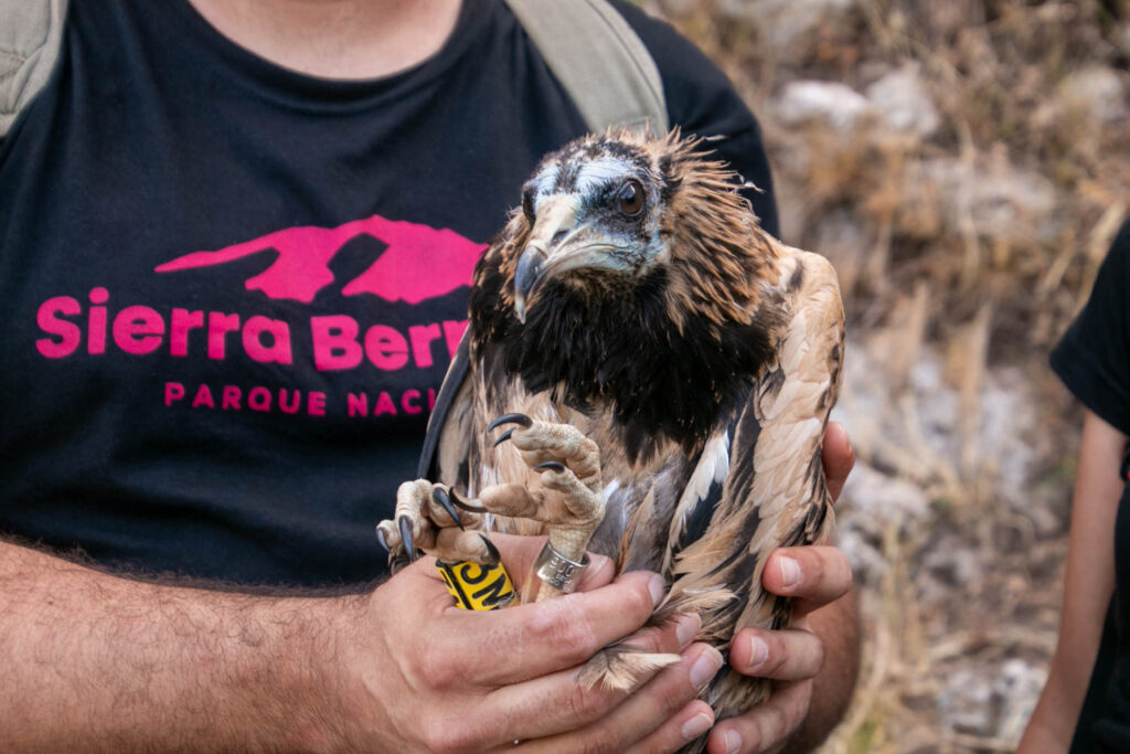 Anillamiento del pollo de alimoche 'Domingo'