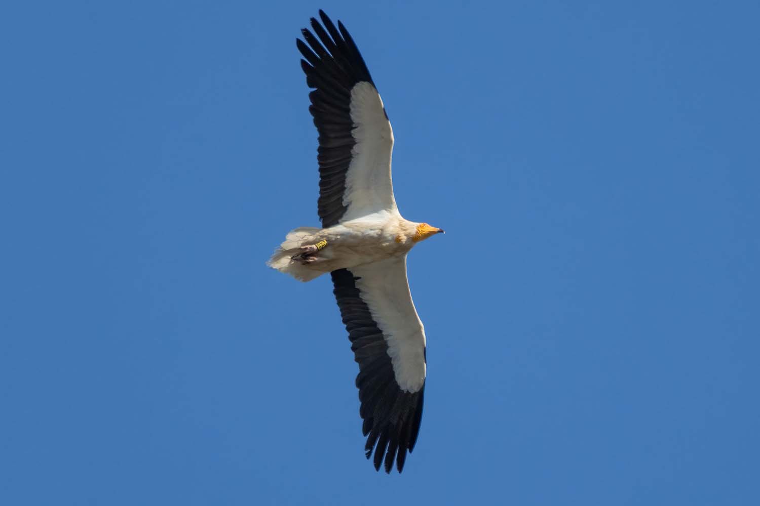 Macho adulto de alimoche de la pareja que se reproduce en Sierra Crestellina (Autor: Andrés Rojas Sánchez)