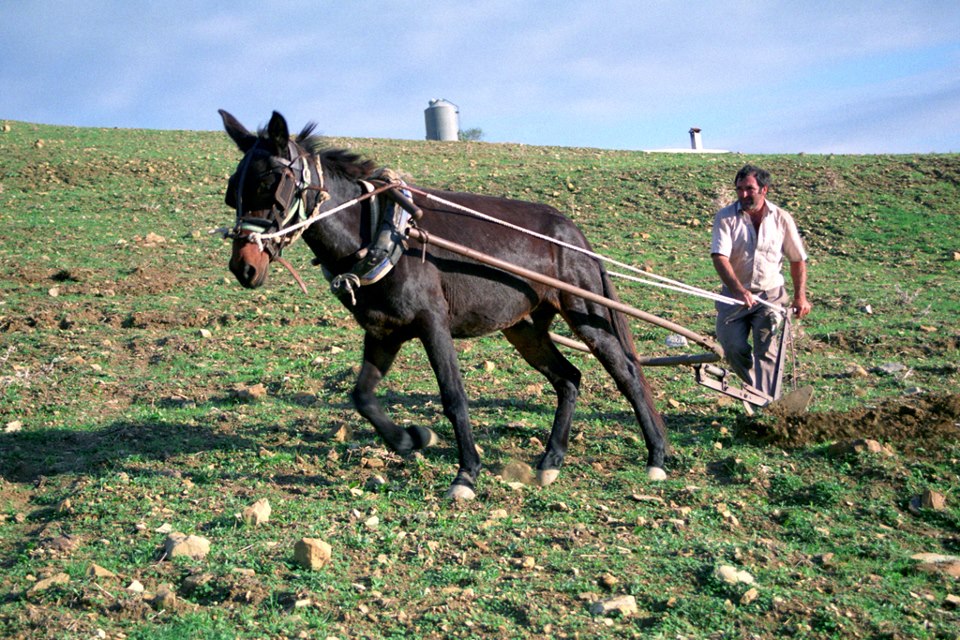Amelgando con el mulo para la siembra (Estepona, finales de la década de 1990). Autor: José Aragón Bracho