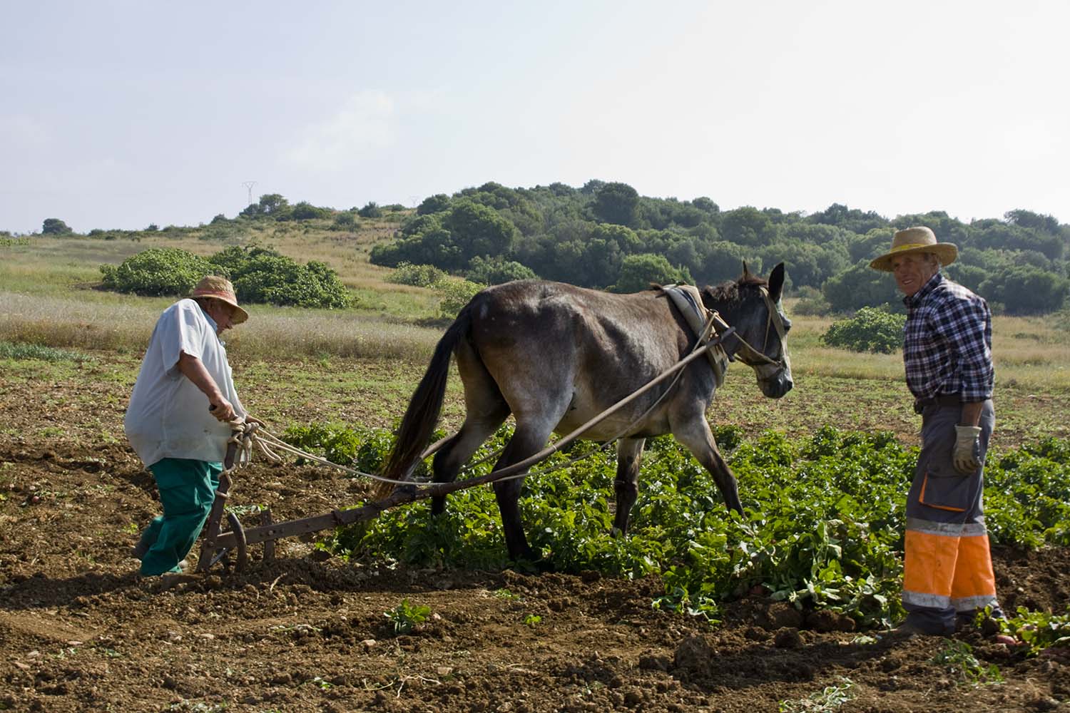 Escena agrícola tradicional (Estepona, mayo de 2014). Autor: Javier Martos Martín