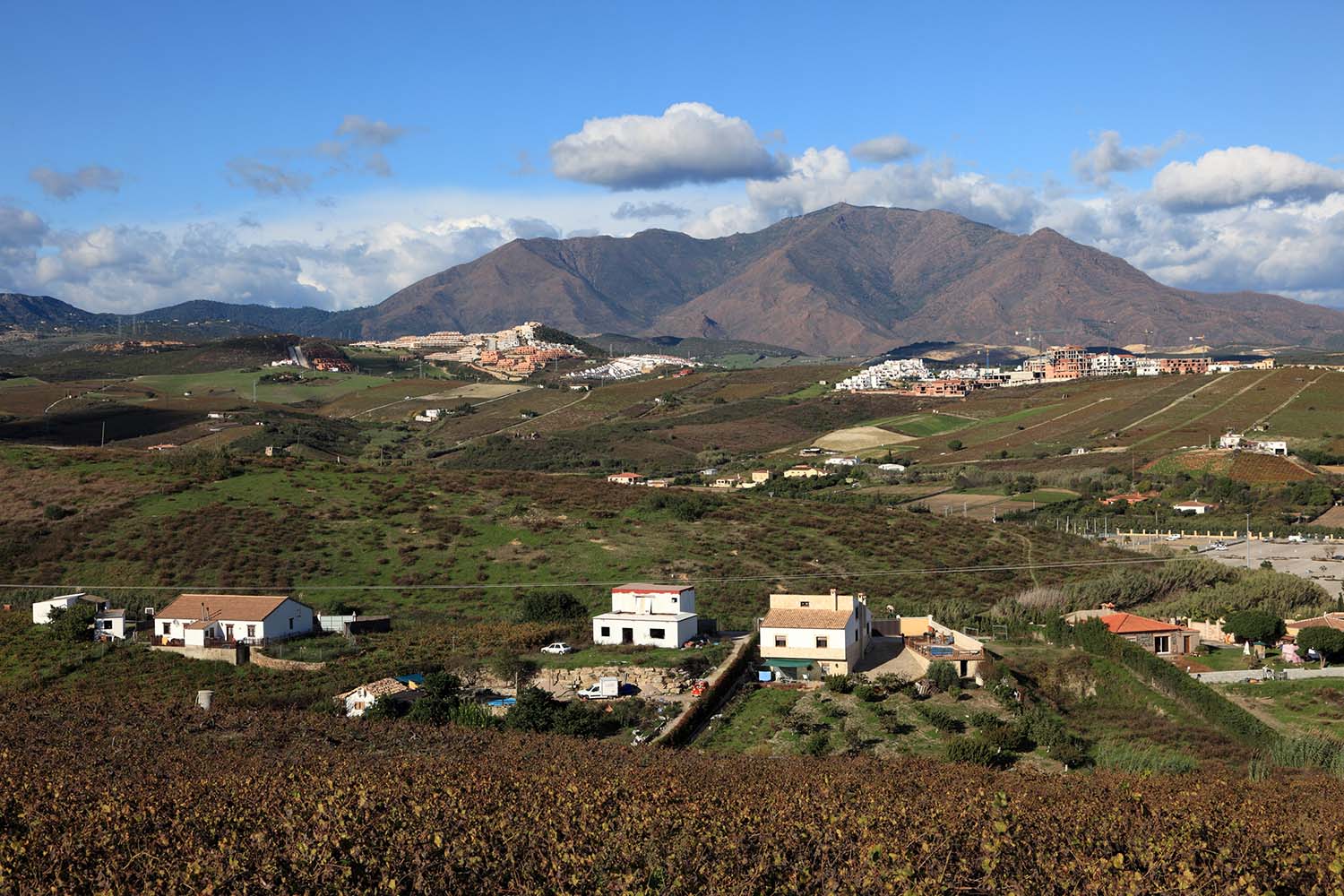 Paisaje de viñedos en Manilva, con Sierra Bermeja al fondo