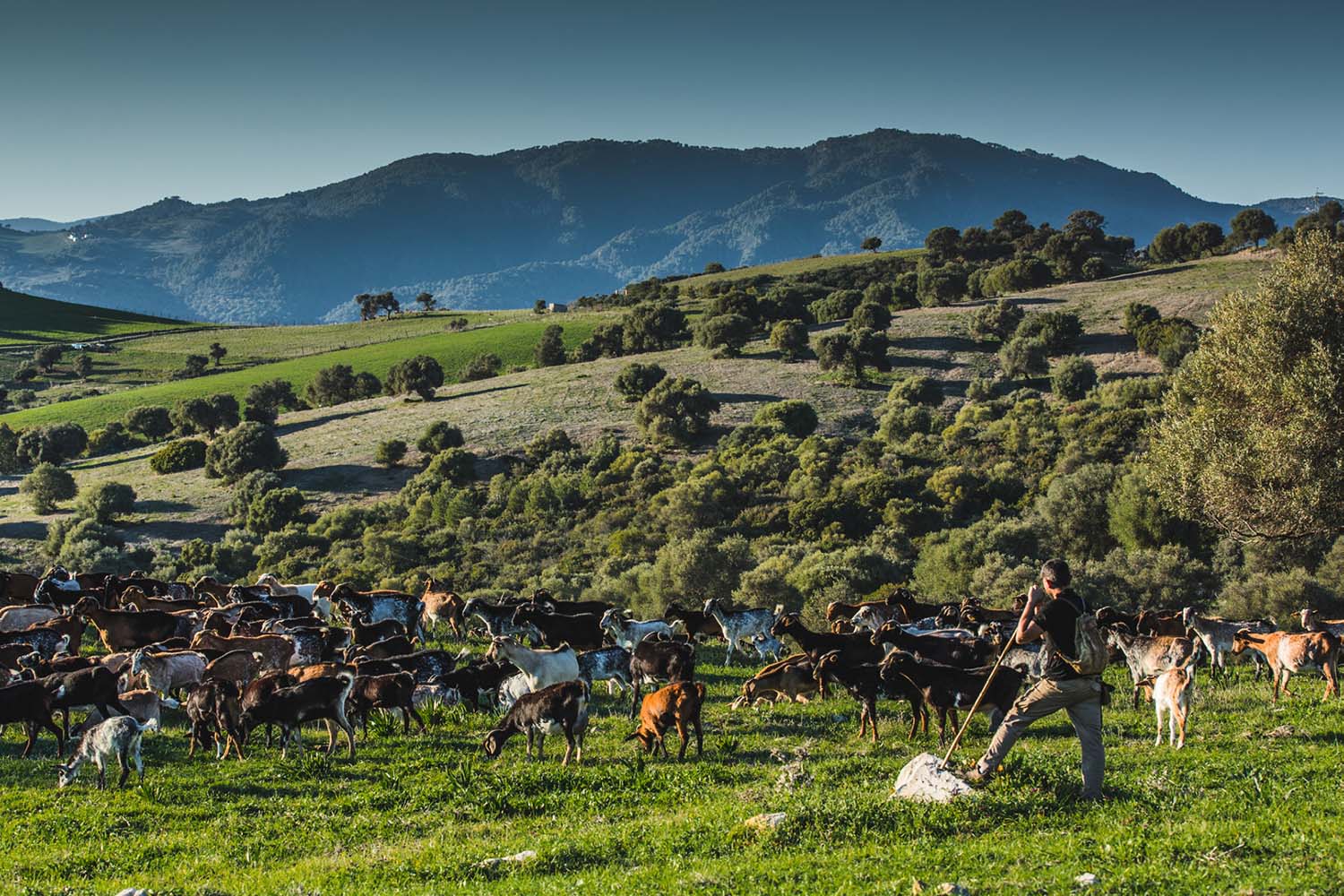 Pastoreando en Casares (Fotografía: Monovision studio)