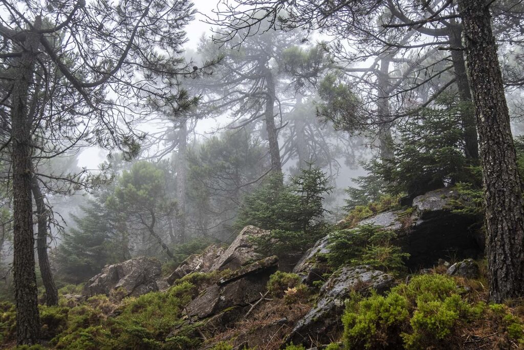 Los Reales de Sierra Bermeja (Fotografía: Rafael Galán García)