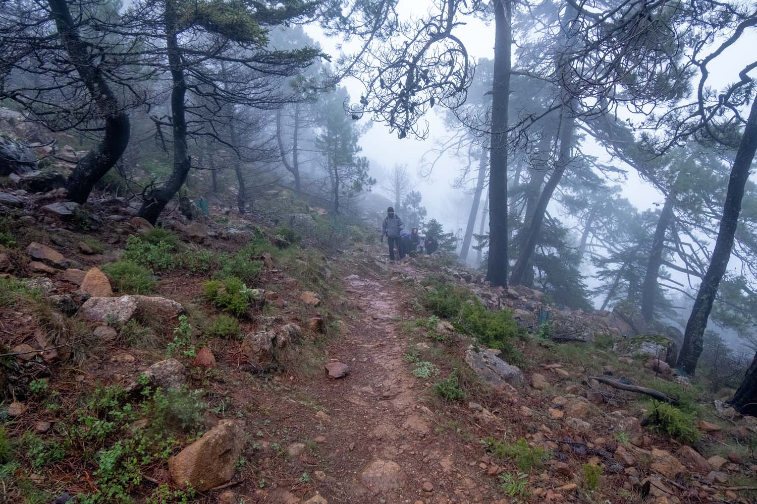 Excursión Grunsber por Los Reales de Sierra Bermeja (Fotografía: Rafael Galán)