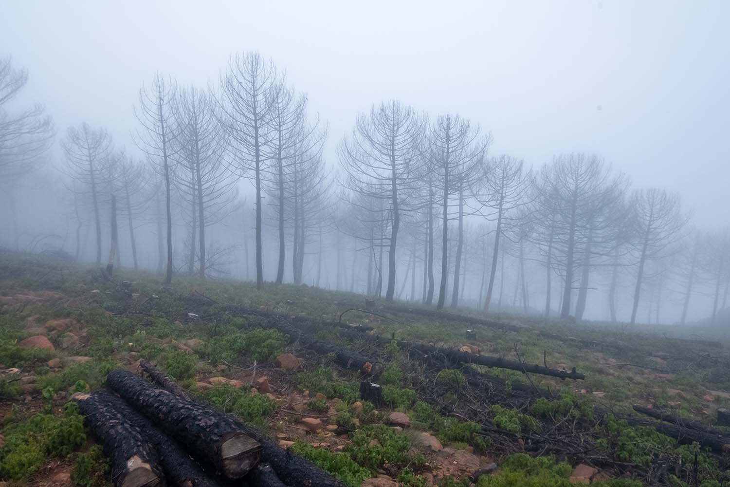 Excursión Grunsber por Los Reales de Sierra Bermeja (Fotografía: Rafael Galán)