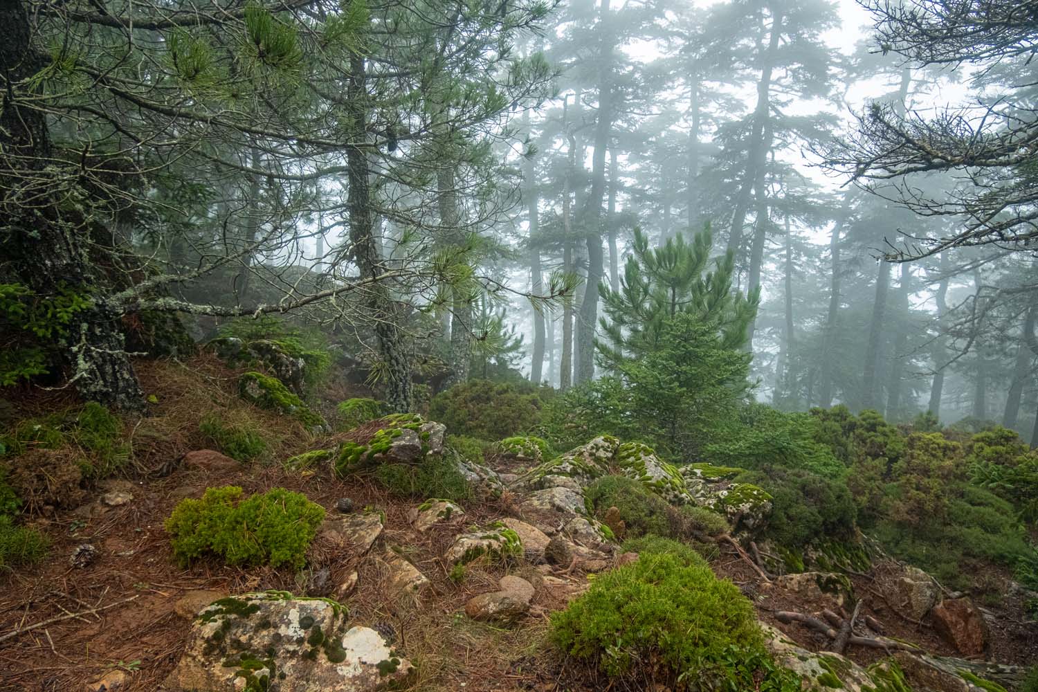 Excursión Grunsber por Los Reales de Sierra Bermeja (Fotografía: Rafael Galán)