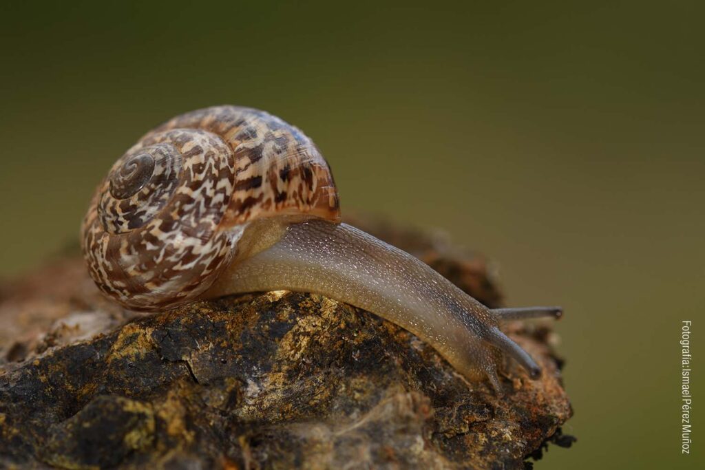 Iberus marmoratus serpentinae stat. nov. (Fotografía: Ismael Pérez)