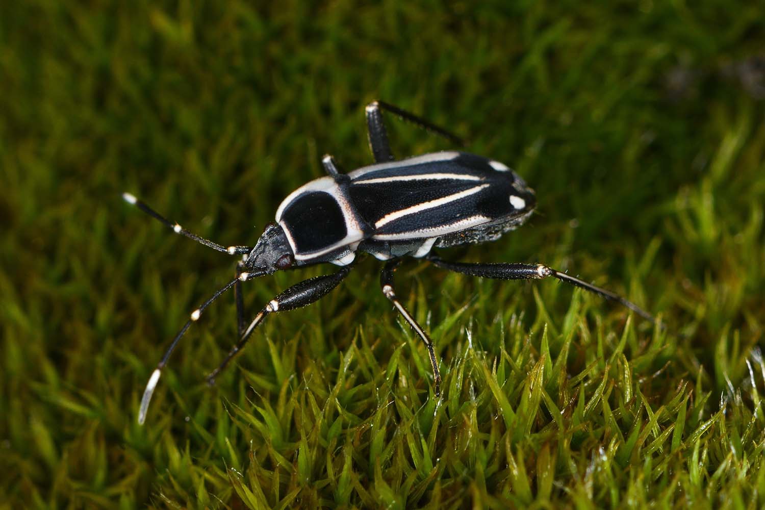 Avance del estudio de la entomofauna bermejense