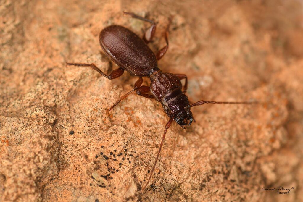 Siagona dejeani (Fotografía: Ismael Pérez)