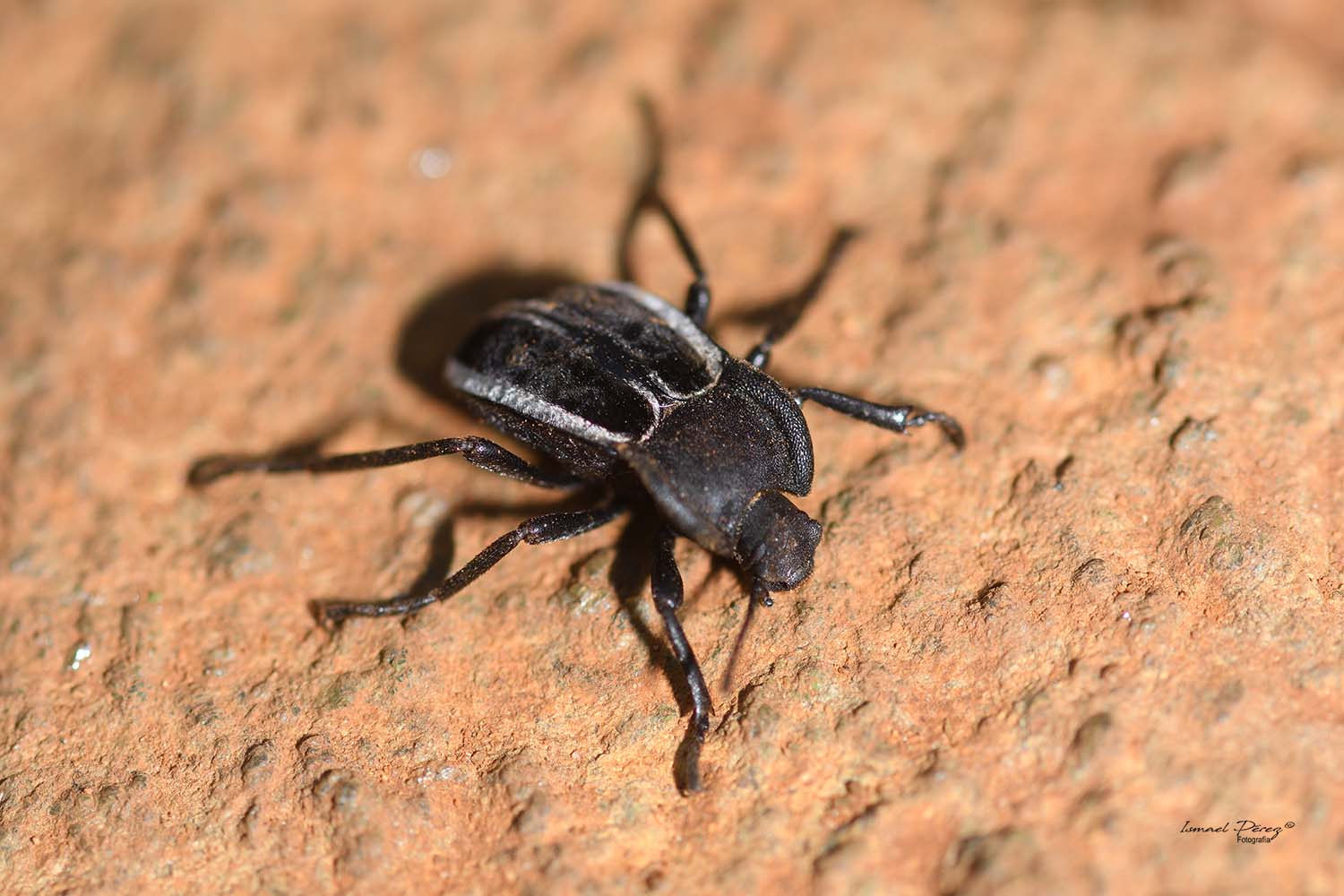 Alphasida (Betasida) ferreri Cobos, 1988 (Fotografía: Ismael Pérez)