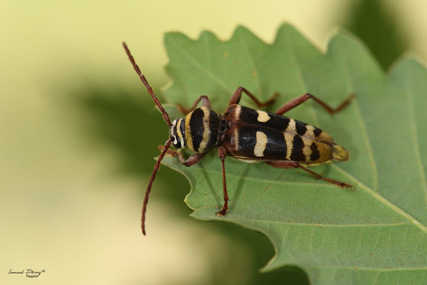 El cerambícido Plagionotus detritus localizado en el piedemonte de Sierra Bermeja