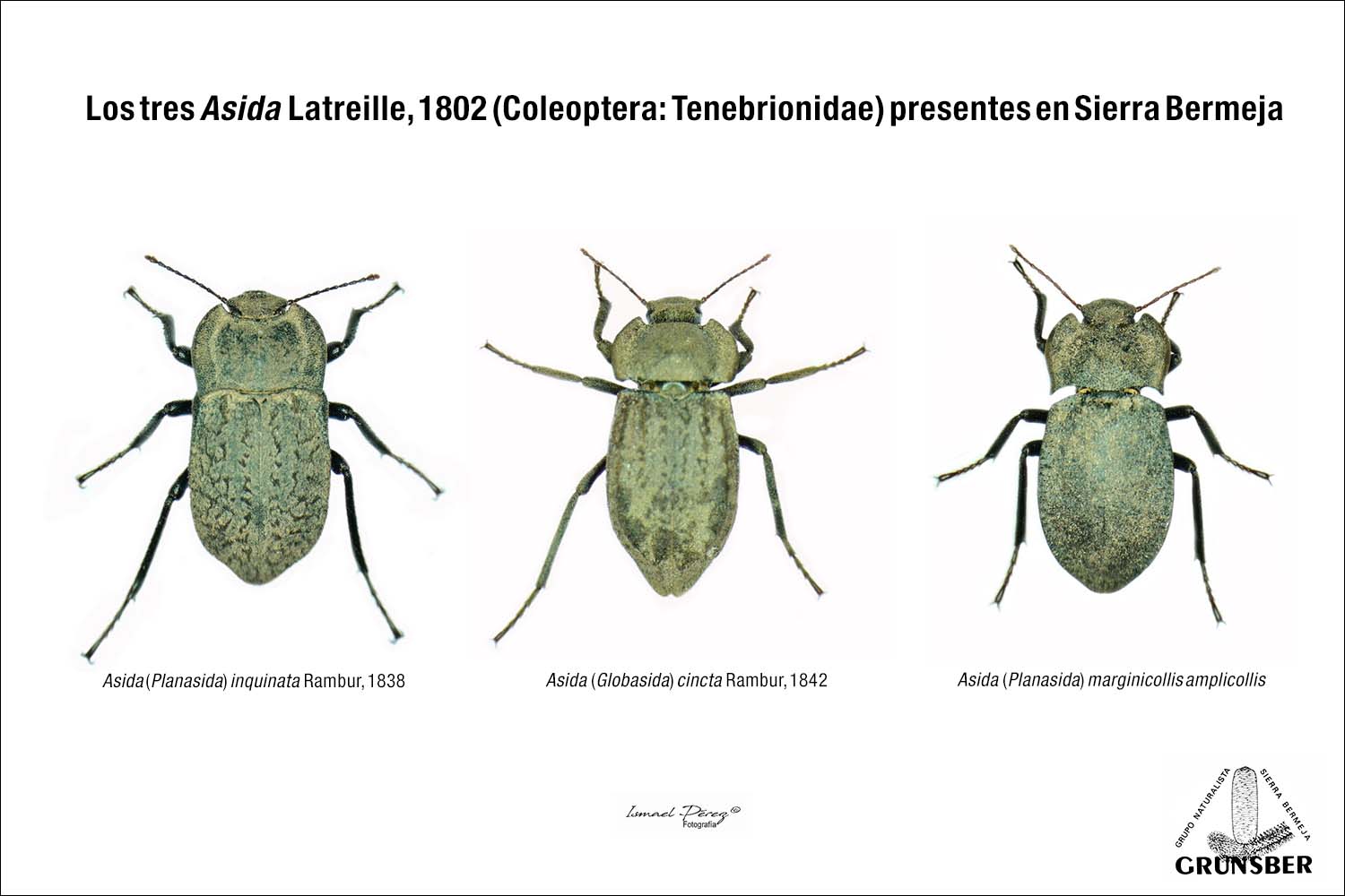 Los Asidini (Coleoptera: Tenebrionidae) de Sierra Bermeja