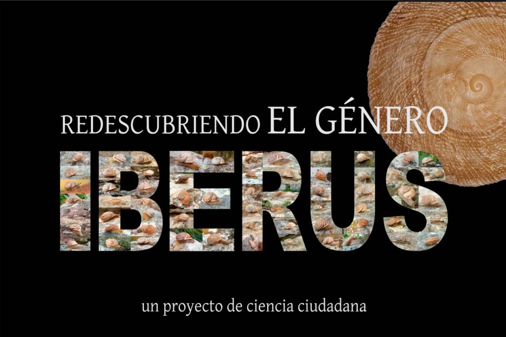 Redescubriendo el género Iberus. Un proyecto de ciencia ciudadana (Liétor et al. 2025)