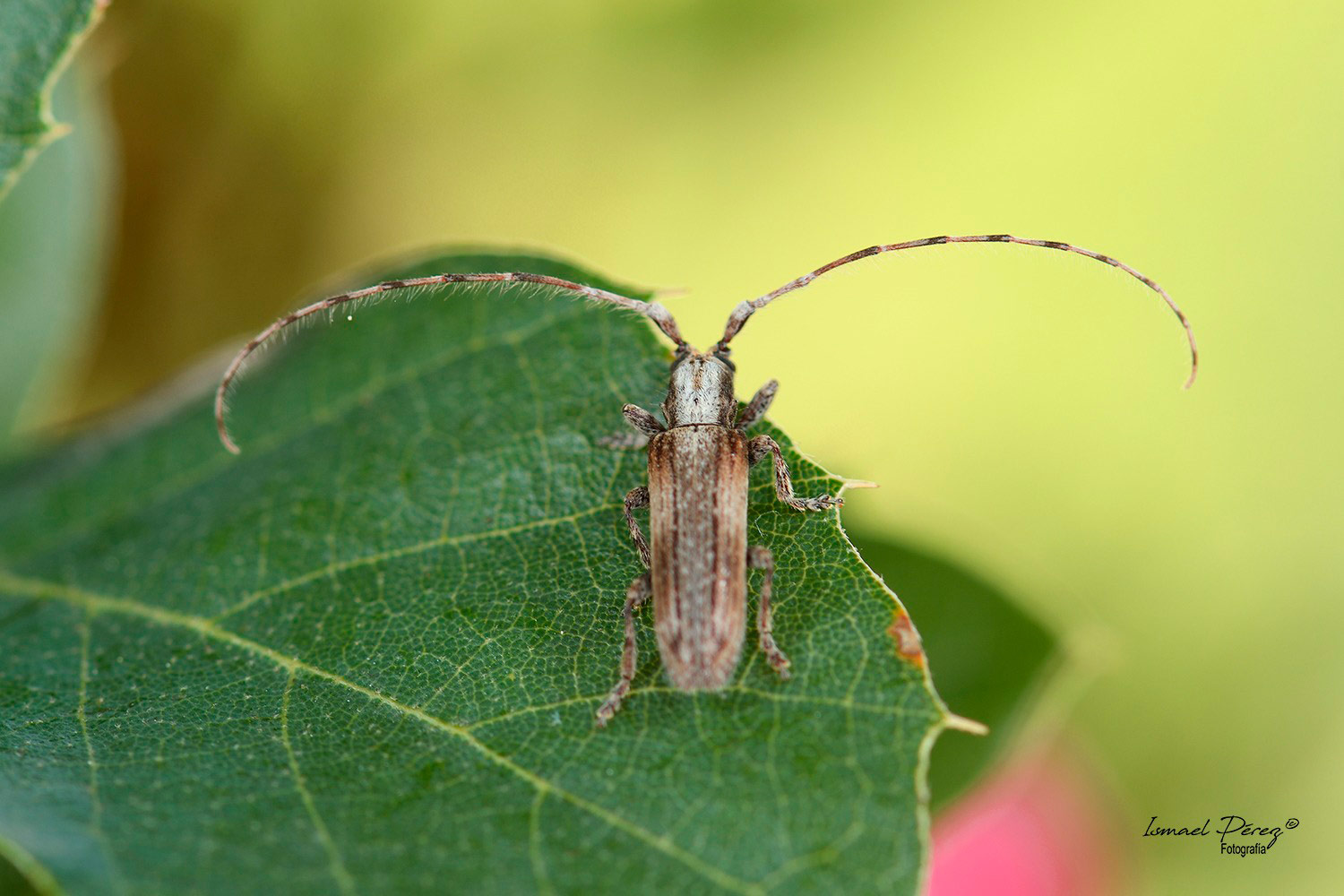 Deroplia troberti (Mulsant, 1843) (Autor: Ismael Pérez)