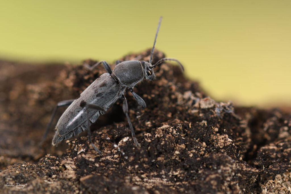 Chlorophorus glabromaculatus glaucus (Fabricius,1781) (Autor: Ismael Pérez)