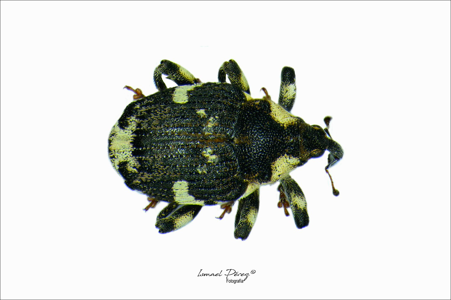Hadroplontus trimaculatus (J.C.Fabricius, 1775) (Autor: Ismael Pérez)