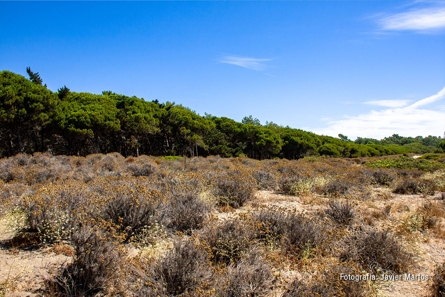 Dunas del Saladillo-Matas Verdes (Fotografía: Javier Martos)