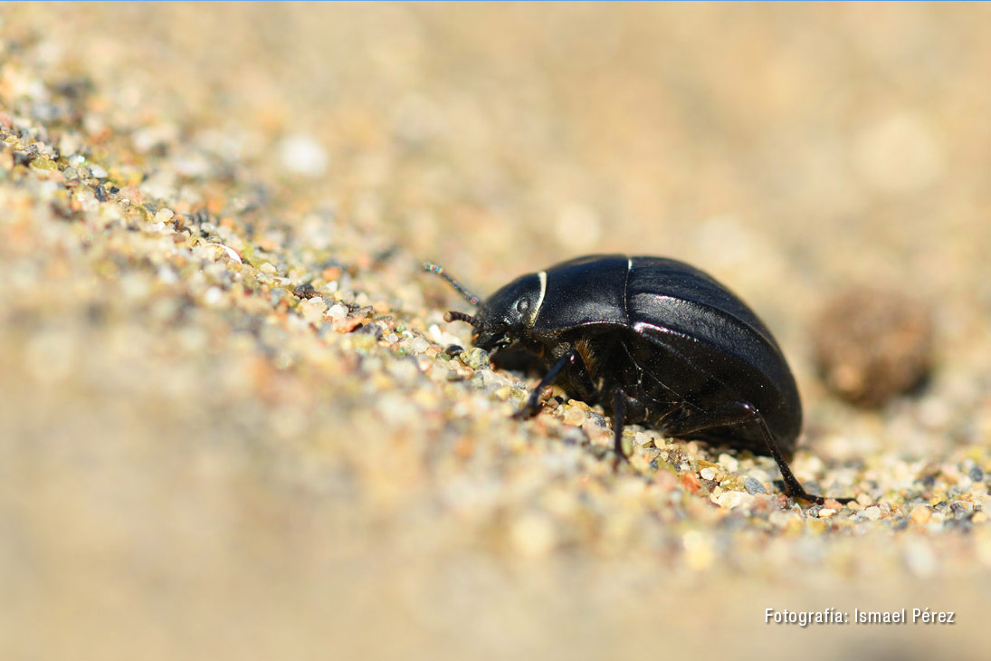 Erodius carinatus carinatus (Fotografía: Ismael Pérez)