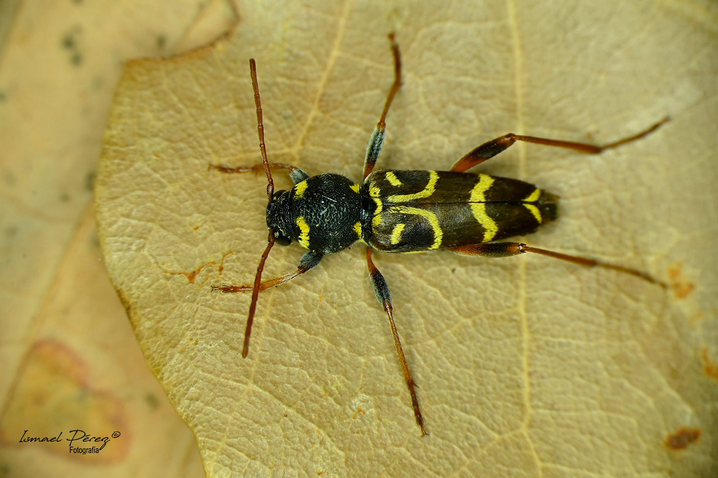 Un raro cerambícido en Sierra Bermeja: Xylotrechus antilope (Schönherr, 1817)