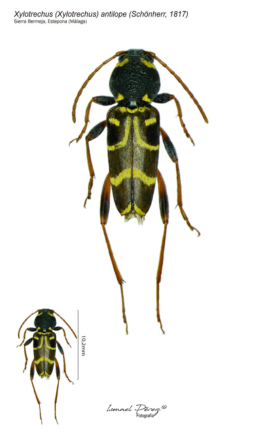 Xylotrechus antilope (Schönherr, 1817) (Fotografía: Ismael Pérez Muñoz)