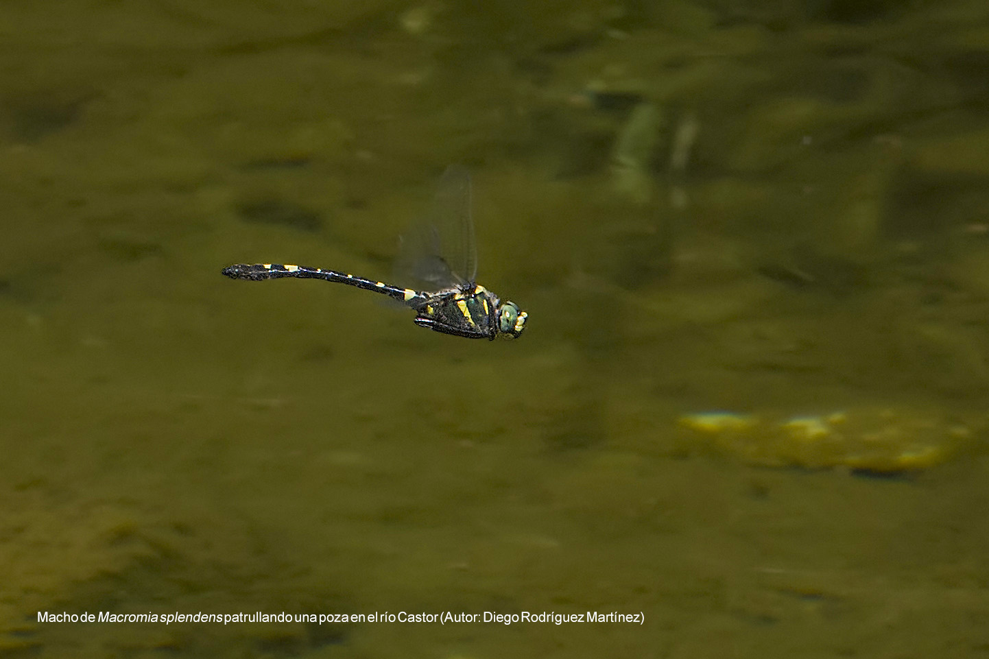 Macho de Macromia spledens patrullando una poza en el río Castor (Autor: Diego Rodríguez Martínez)
