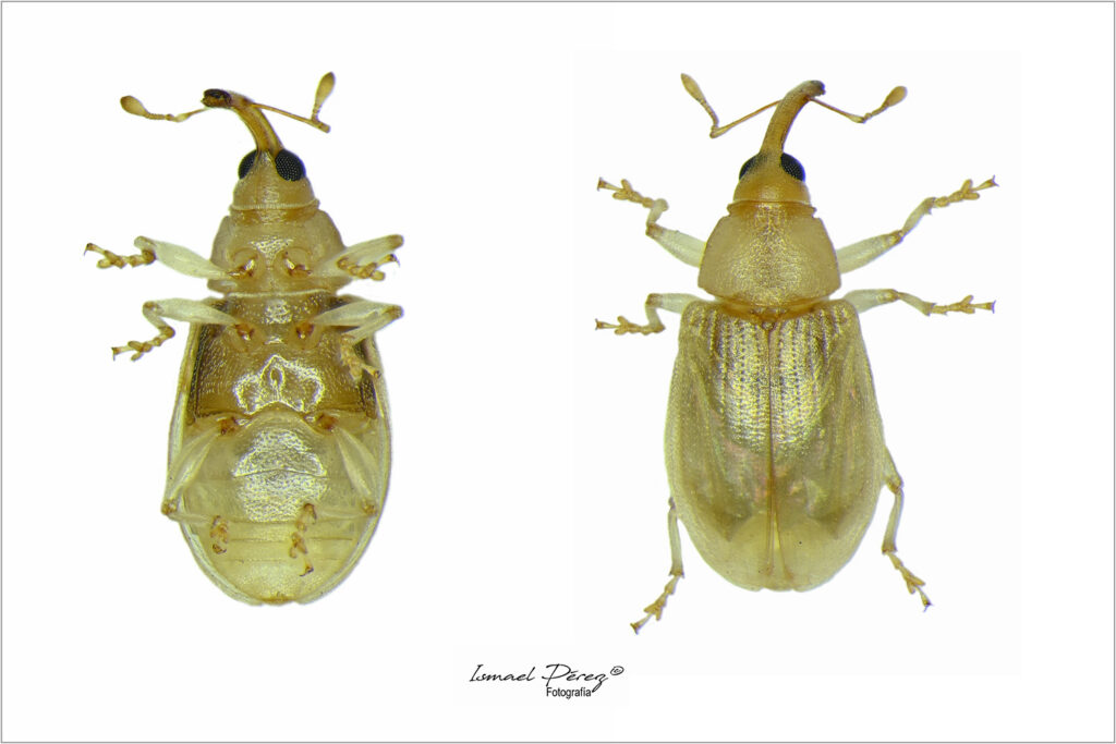 Derelomus piriformis (Hoffmann, 1938(. Fotografía: Ismael Pérez Muñoz