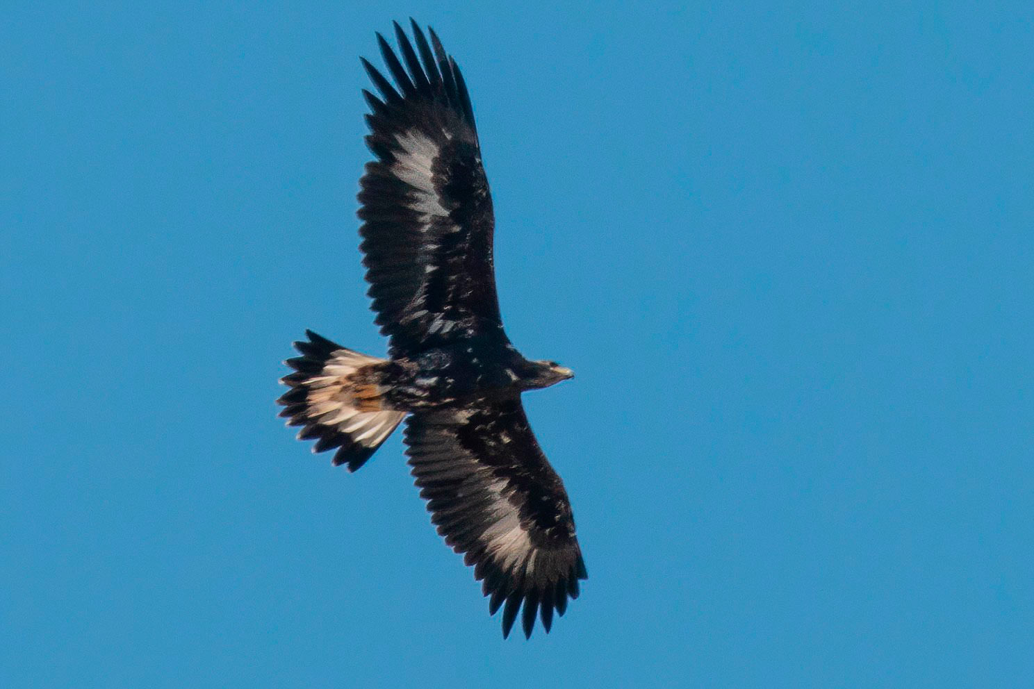 Águila real (Fotografía: Andrés Rojas Sánchez)