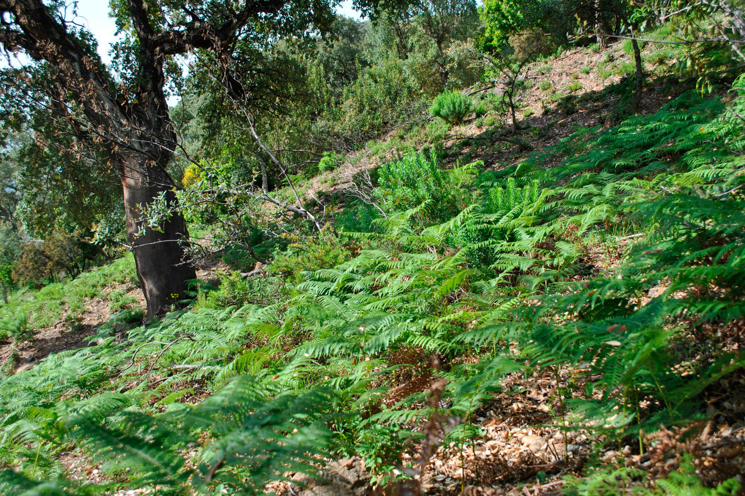 Alcornocal. HIC 9330. Sierra Bermeja (Fotografía: Noelia Hidalgo Triana)
