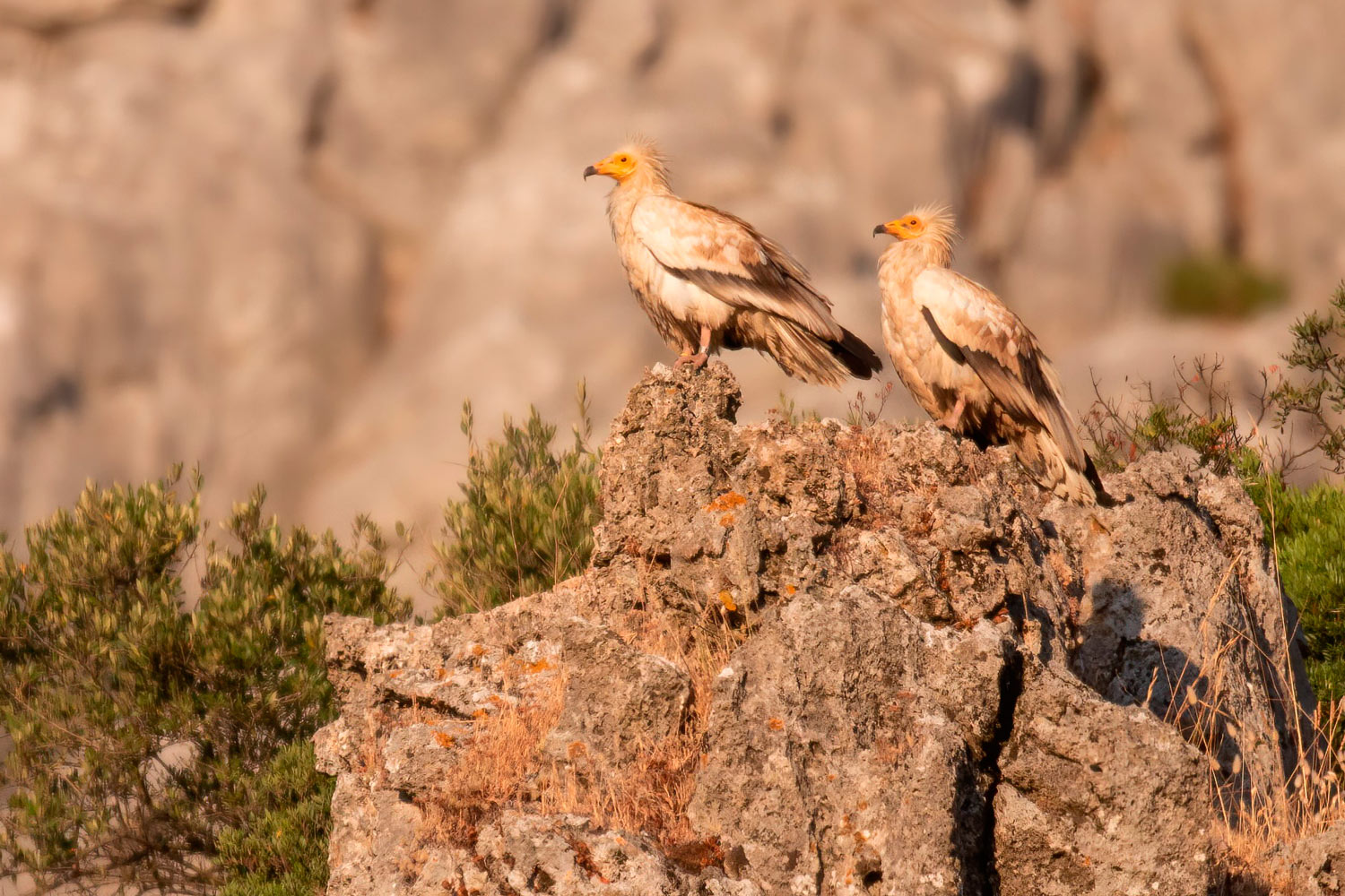 Pareja de alimoches en Sierra Crestellina (Fotografía: Andrés Rojas Sánchez)