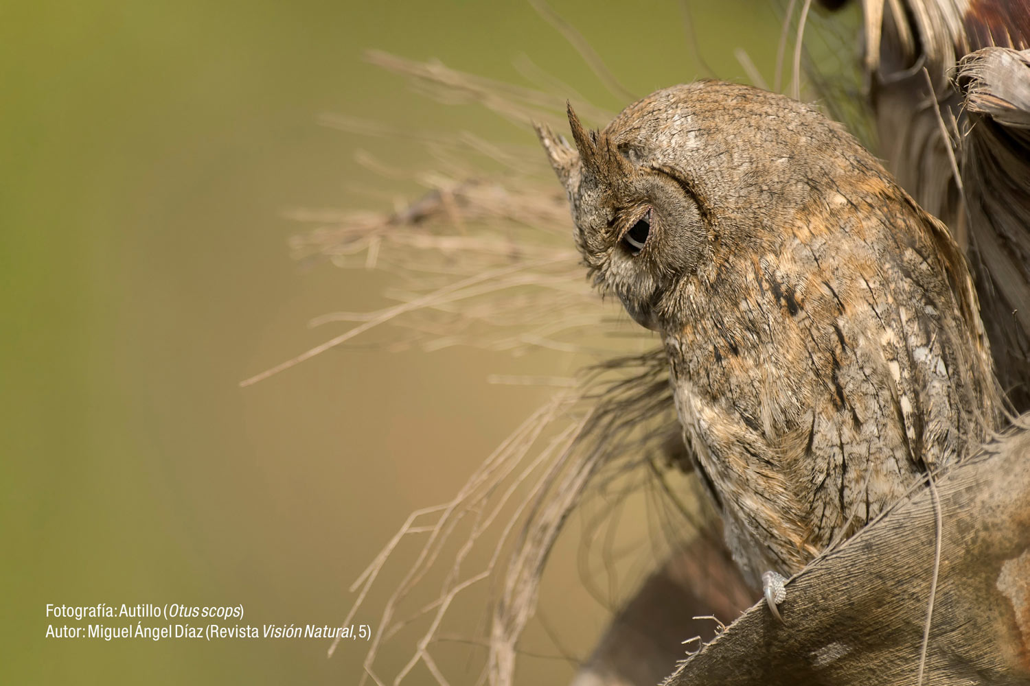 Autillo (Fotografía: Miguel Ángel Diaz, revista "Visión Natural", núm. 5)