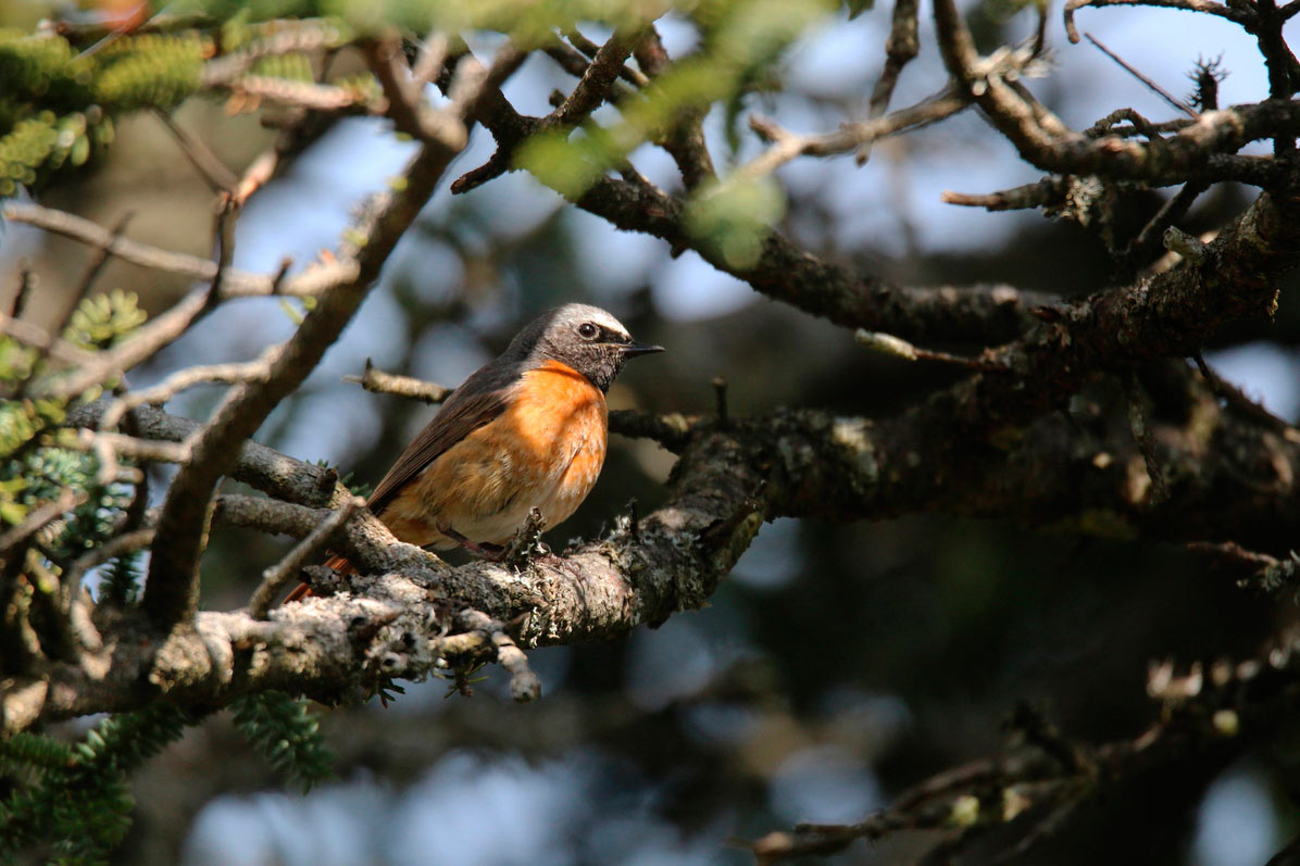 Colirrojo real (Fotografía: Andrés Rojas Sánchez)