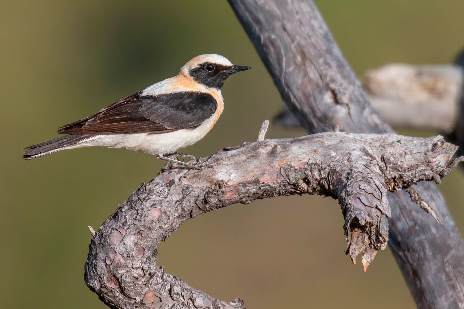 Collalba rubia (Fotografía: Andrés Rojas Sánchez)