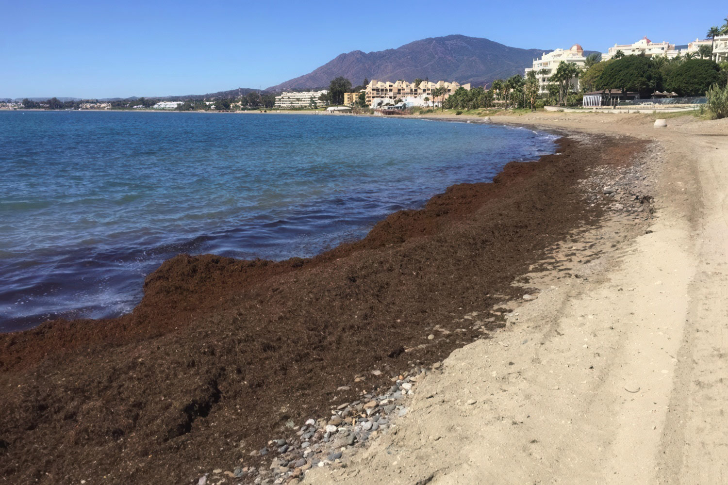 Rugulopteryx okamurae: el alga invasora en nuestras costas