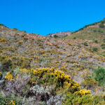 Matorral serpentinícola (HIC 5330). Sierra Bermeja (Fotografía: Noelia Hidalgo Triana)