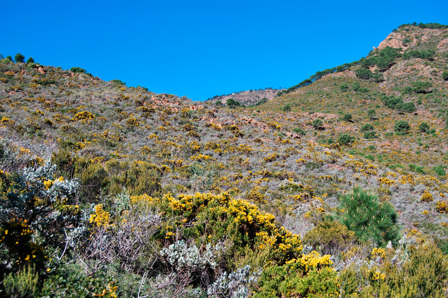 Matorral serpentinícola (HIC 5330). Sierra Bermeja (Fotografía: Noelia Hidalgo Triana)