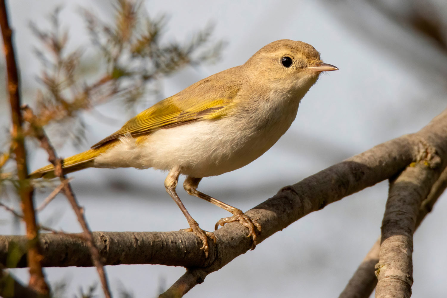 Mosquitero papialbo (Fotografía: Andrés Rojas)