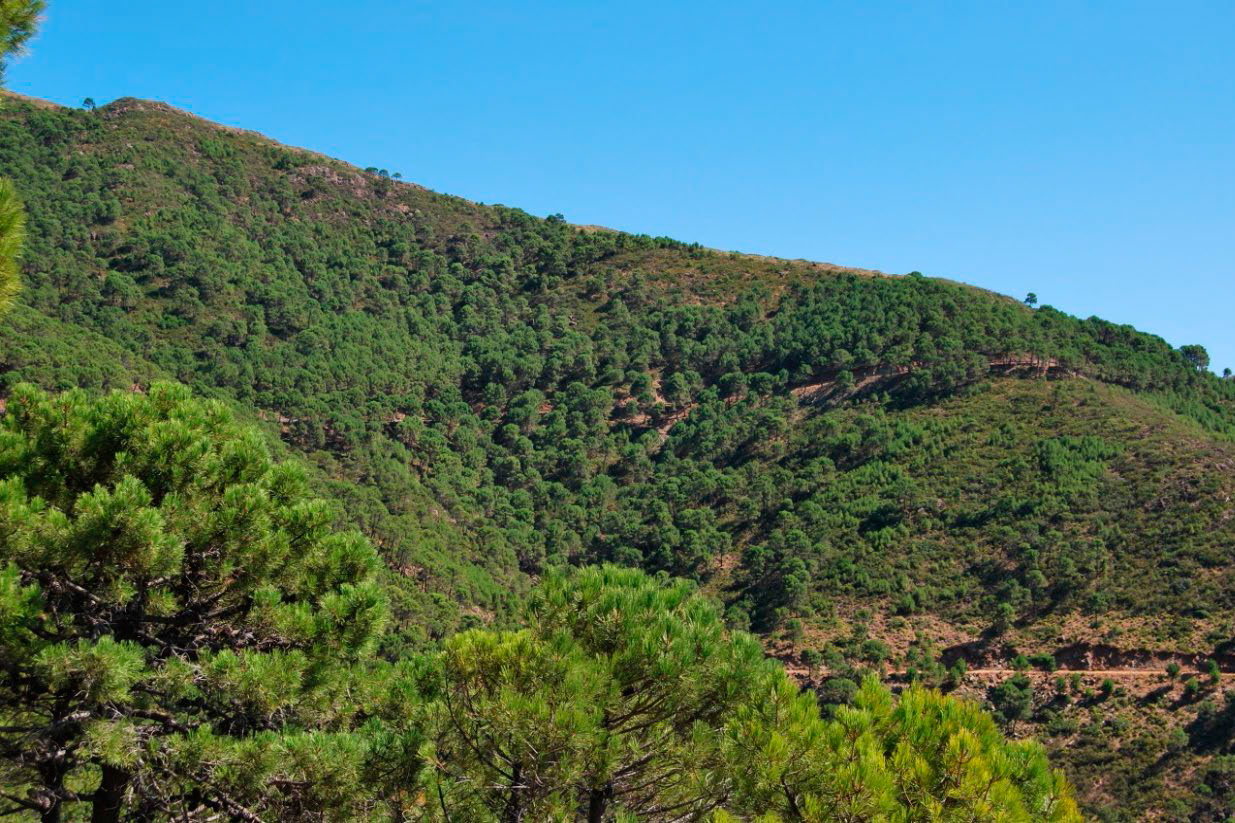 Pinar de Pinus pinaster. HIC 9540. Sierra Bermeja (Fotografía: Noelia Hidalgo Triana)